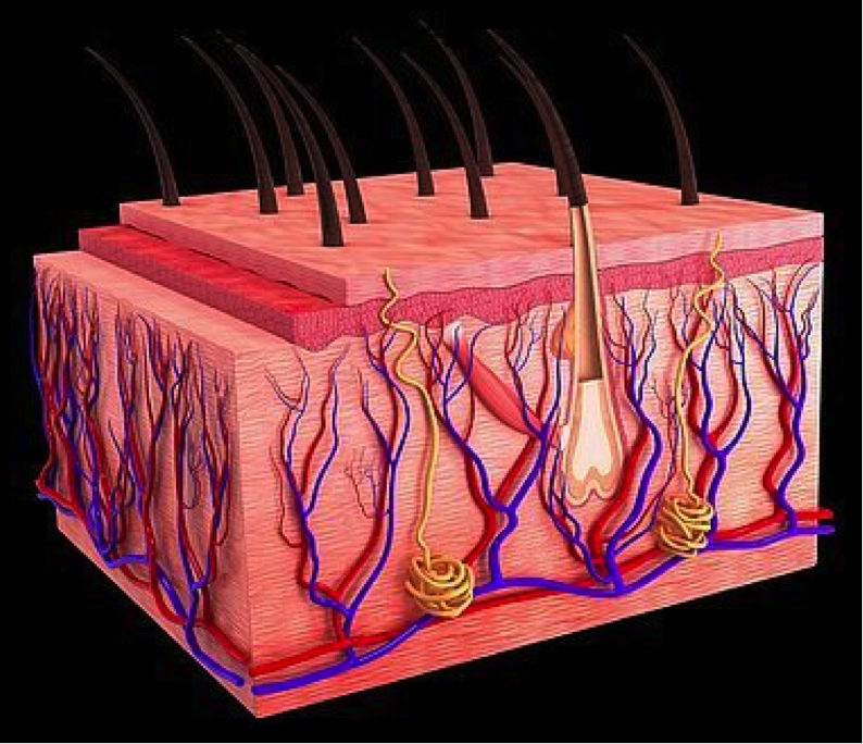 Dermatology preclinical efficacy Imavita