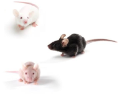 Il 23 Induced Psoriasis Mouse Model Imavita Preclinical Efficacy Cro