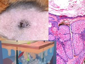 Acne preclinical models