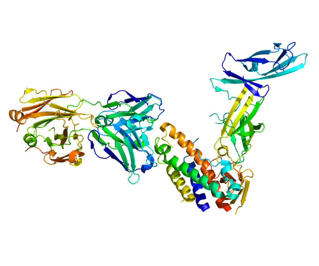 IL-23 induced Psoriasis