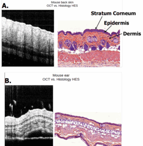 Histology image